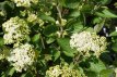 Viburnum lantana 'Mohican' 80/100 C12 Viburnum lantana ‘Mohican’-Sneeuwbal 80-100 C12