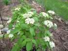 Viburnum lantana ‘Mohican’-Sneeuwbal 80-100 C12