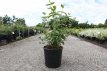 Viburnum macrocephalum Happy 'Fortuna'® 50/60 C12 Viburnum macrocephalum Happy 'Fortuna'® - Sneeuwbal 50/60 C12