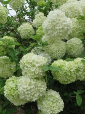 Viburnum macrocephalum Happy 'Fortuna'® - Sneeuwbal 50/60 C12