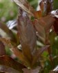 Viburnum od.'Coppertop' 35/40 C4 Viburnum odoratissimum 'Coppertop' - Sneeuwbal 35-40 C4