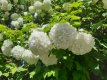 Viburnum opulus 25 st. 60/90  BW Viburnum opulus 25 st. 60-90  BW  |  SNEEUWBAL