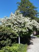 Viburnum opulus Roseum 60/80 C4 Viburnum opulus ‘Roseum’(=Sterile) - Sneeuwbal 60-80 C4