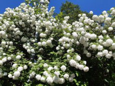 Viburnum opulus Roseum 60/80 C4 Viburnum opulus ‘Roseum’(=Sterile) - Sneeuwbal 60-80 C4