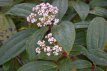 Viburnum plic. 'Grandiflorum' 40/50 C4 Viburnum plicatum ‘Grandiflorum’ |GESCHIKT HOGE HAAG| Sneeuwbal  40-50 C4