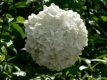 Viburnum plic. 'Grandiflorum' 40/50 C4 Viburnum plicatum ‘Grandiflorum’ |GESCHIKT HOGE HAAG| Sneeuwbal  40-50 C4