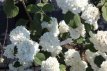 Viburnum plic. 'Grandiflorum' 40/50 C4 Viburnum plicatum ‘Grandiflorum’ |GESCHIKT HOGE HAAG| Sneeuwbal  40-50 C4