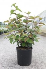 Viburnum plic. ‘Grandiflorum’ 80/100 C12 Viburnum plicatum ‘Grandiflorum’ -  60-80  C