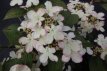 Viburnum plic.'Kilimandjaro Sunrise'® 50/60  C3 Viburnum plicatum ‘Kilimandjaro Sunrise’® -Sneeuwbal 50-60 C3