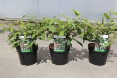 Viburnum plic.'Kilimandjaro Sunrise'® 50/60  C3 Viburnum plicatum ‘Kilimandjaro Sunrise’® -Sneeuwbal 50-60 C3