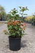 Viburnum plic.'Kilimandjaro Sunrise'® 80/100  C12 Viburnum plicatum ‘Kilimandjaro Sunrise’® -Sneeuwbal 80-100 C12