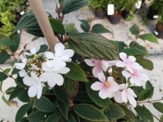 Viburnum plic.'Kilimandjaro Sunrise'® 80/100  C12 Viburnum plicatum ‘Kilimandjaro Sunrise’® -Sneeuwbal 80-100 C12