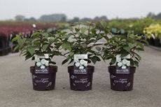 Viburnum plicatum 'Opening Day'® - Sneeuwbal 30-40 C4