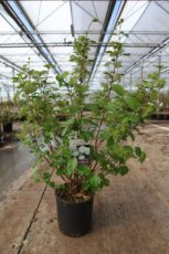 Viburnum plic.'Opening Day'® 60/80 C12 Viburnum plicatum 'Opening Day'® - Sneeuwbal 60-80 C12