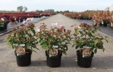 Viburnum plicatum 'Pinkimono®' - Sneeuwbal 40-50 C4