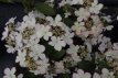 Viburnum plicatum 'Kilimandjaro' 40/50 C4