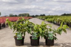 Viburnum plicatum ‘Kilimandjaro’-Sneeuwbal 40-50 C4