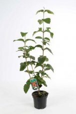 Viburnum plicatum ‘Lanarth’ - Sneeuwbal 50-60 C5