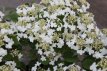 Viburnum plicatum 'Mariesii' 40/50 C4 Viburnum plicatum ‘Mariesii’ - Sneeuwbal 40-50 C4