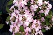 Viburnum plicatum 'Molly Schroeder' 80/100 C18 Viburnum plicatum 'Molly Schroeder' - Sneeuwbal 80-100 C18