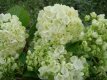 Viburnum plicatum 'Popcorn' 40/50 C4 Viburnum plicatum 'Popcorn' - Sneeuwbal 40-50 C4