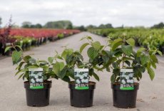 Viburnum plicatum 'Popcorn' - Sneeuwbal 40-50 C4