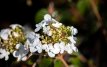 Viburnum plicatum ‘Watanabe’ 60/80 C12 Viburnum plicatum ‘Watanabe’ - Sneeuwbal 60-80 C12