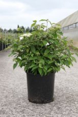 Viburnum plicatum ‘Watanabe’ 60/80 C12 Viburnum plicatum ‘Watanabe’ - Sneeuwbal 60-80 C12