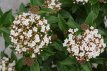 Viburnum tinus 'Eve Price' 30/40 C4 Viburnum tinus 'Eve Price' | Laurier tin 25-30 C