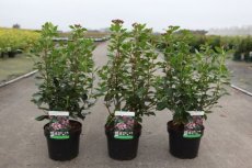 Viburnum tinus ‘Eve Price’ - Sneeuwbal  30-40 C4