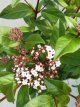 Viburnum tinus 'Ladybird' 25/30 C3 Viburnum tinus 'Ladybird' | Sneeuwbal 25-30 C3