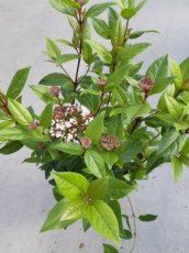 Viburnum tinus 'Ladybird' | Sneeuwbal 25-30 C3