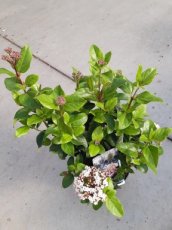 Viburnum tinus  'Lisa Rose'®(=Loren) - Sneeuwbal  25-30 C
