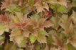 Viburnum trilobum 'Bailey Compact®' 30/40 C4 Viburnum trilobum 'Bailey Compact®' - Sneeuwbal  30-40 C4