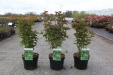 Viburnum trilobum 'Bailey Compact®' - Sneeuwbal  30-40 C4