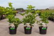 Viburnum trilobum 'Wentworth®' 30/40 C4 Viburnum trilobum 'Wentworth®' - Sneeuwbal 30-40 C4