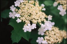 Viburnum trilobum 'Wentworth®' - Sneeuwbal 30-40 C4