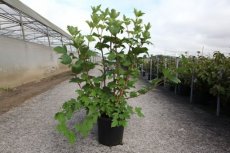 Viburnum trilobum 'Wentworth®' 60/80 C12 Viburnum trilobum 'Wentworth®' - Sneeuwbal 60-80 C12