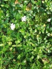 Vinca minor 'White Power' | Maagdenpalm 10-15 P9