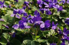 Viola cornuta 'Velour Purple' | Hoornviooltje 15 P9