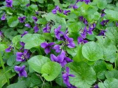 Viola odorata 'Königin Charlotte' | Maarts viooltje 15 P9