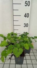 Viola odorata 'Royal Wedding' | Maarts viooltje 15 P9