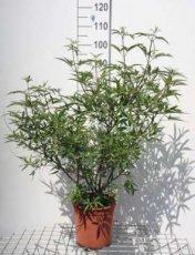 Vitex agnus-castus 60/80 C10 Vitex agnus-castus - Monnikenpeper  60-80  C10