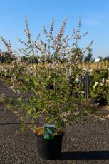 Vitex agnus-castus 'Albus' 60/80 C10 Vitex agnus-castus 'Albus' - Monnikenpeper 60-80 C10