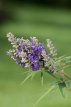 Vitex agnus-castus 'Blue Puffball®' 30/40 C3 Vitex agnus-castus 'Blue Puffball®' - Monnikenpeper 30-40 C3