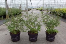 Vitex agnus-castus 'Blue Puffball®' - Monnikenpeper 30-40 C3