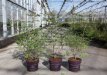 Vitex agnus-castus 'Delta Blues®' 30/40 C4 Vitex agnus-castus 'Delta Blues®' - Monnikenpeper  30-40 C4