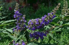 Vitex agnus-castus 'Delta Blues®' - Monnikenpeper  30-40 C4