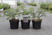 Vitex agnus-castus 'Flip Side®' 30/40 C4 Vitex agnus-castus 'Flip Side®' - Monnikenpeper 30-40 C4