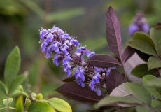 Vitex agnus-castus 'Flip Side®' - Monnikenpeper 30-40 C4